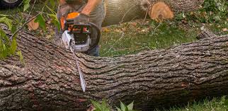 North Haverhill, NH Tree Removal Services Company